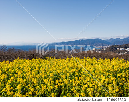 Azumayama Park with a view of rape blossoms and Sagami Bay 136003810