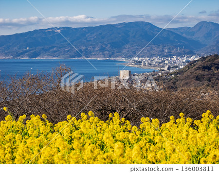 Azumayama Park with a view of rape blossoms and Sagami Bay 136003811