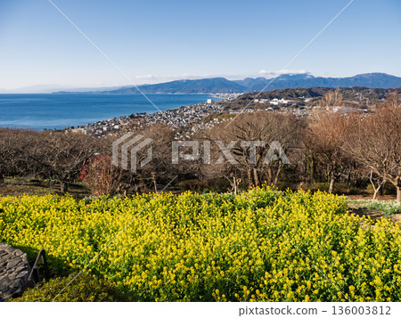 Azumayama Park with a view of rape blossoms and Sagami Bay 136003812