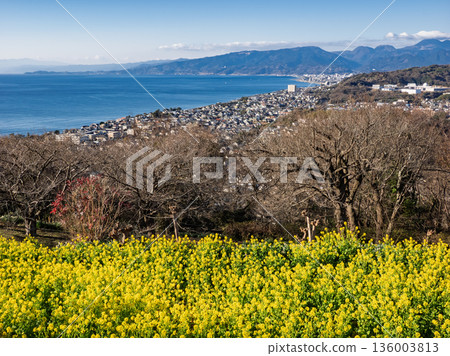 Azumayama Park with a view of rape blossoms and Sagami Bay Azumayama Park with a view of rape blossoms and Sagami Bay 136003813