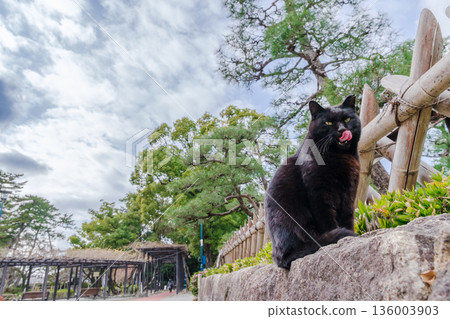 Town cat (Nakamura Park, Nakamura Ward, Nagoya City) 136003903