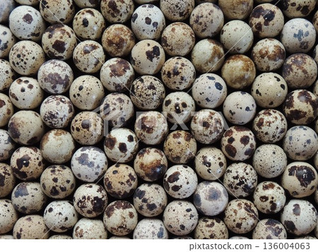 The texture of tiny quail eggs with beige shells and dark spots on the shell, lying in neat rows in a checkerboard pattern, top view, fertilized eggs of domestic quails laid for hatching The texture of tiny quail eggs with beige shells and dark spots on the shell, lying in neat rows in a checkerboard pattern, top view, fertilized eggs of domestic quails laid for hatching 136004063