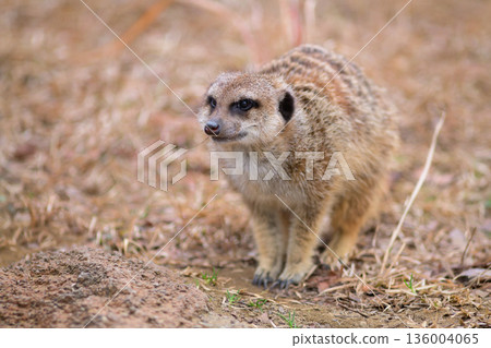 一隻貓鼬停下腳步，思考著該往哪裡走，該做什麼。 136004065