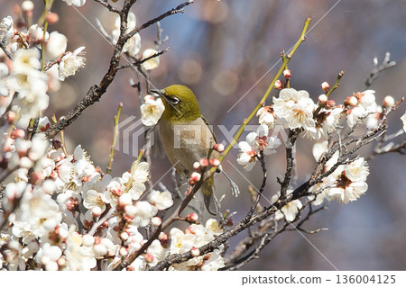 Mejiro吮吸梅花的蜂蜜 136004125