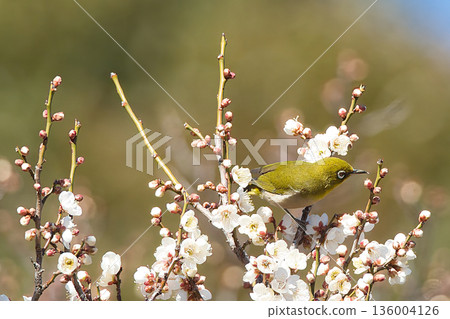 梅羅停在梅花枝上 136004126