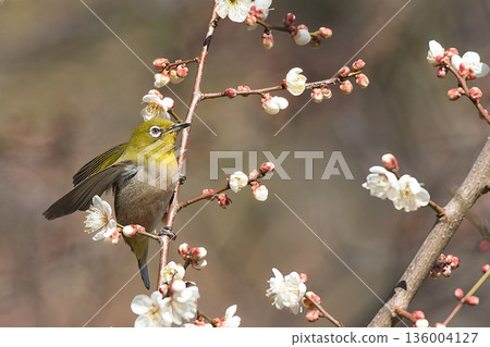 白眼吸梅花蜜 白眼吸梅花蜜 136004127