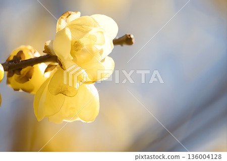 香辣李子 136004128