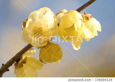 冬青花在晨曦中競相綻放 136004129