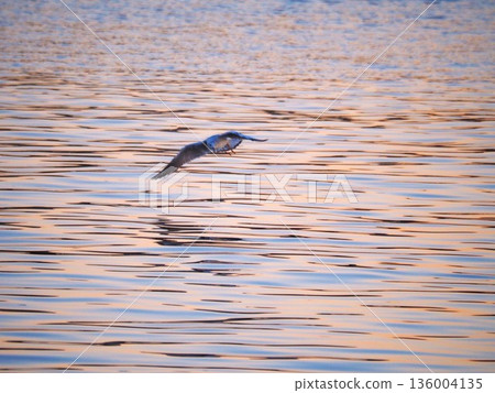 Black-headed gulls searching for food on the Arakawa River in winter 136004135