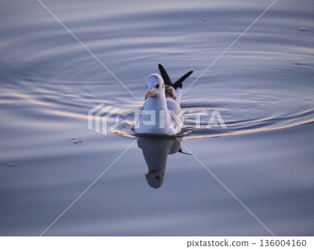 Black-headed gulls swimming in the Arakawa River in winter 136004160
