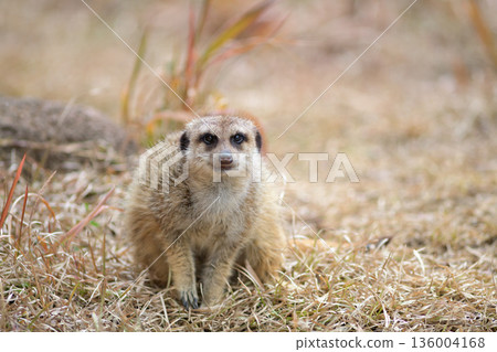 Meerkats are energetic even in the cold winter Meerkats are energetic even in the cold winter 136004168