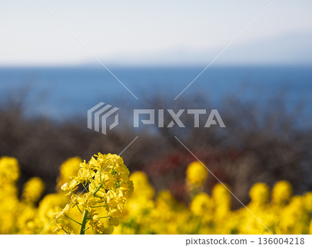 Springtime scenery with rape blossoms and the horizon 136004218