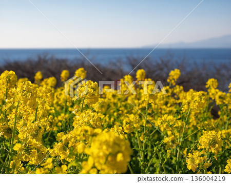 Springtime scenery with rape blossoms and the horizon 136004219