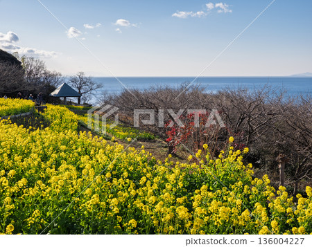 東山公園可欣賞油菜花和相模灣的景色 東山公園可欣賞油菜花和相模灣的景色 136004227