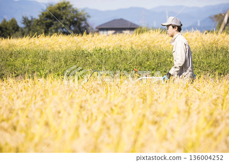 稻米收割圖片:一名男子使用手持稻米收割機收割水稻 稻米收割圖片:一名男子使用手持稻米收割機收割水稻 136004252