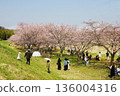 People enjoying the cherry blossoms in full bloom below the bank 136004316