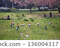 Children run around under the cherry blossoms 136004317