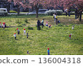 Kindergarten children playing under the cherry blossoms 136004318
