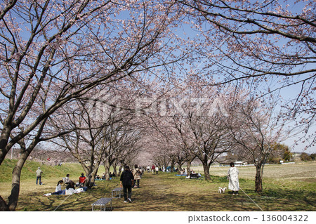 Arcade with cherry blossoms in full bloom 136004322