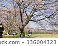 Chatting under the cherry blossoms in full bloom 136004323