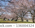 Cherry blossoms in full bloom, everyone enjoying cherry blossom viewing 136004324