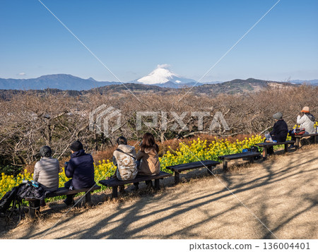 A scene with tourists looking at rape blossoms and Mt. Fuji A scene with tourists looking at rape blossoms and Mt. Fuji 136004401