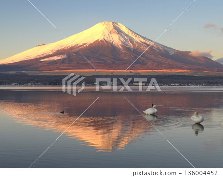 Red Fuji and Inverted Fuji (Lake Yamanaka) 136004452