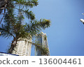 Palm trees and buildings in Australia 136004461