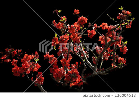 Spring March: Red Japanese quince flowers in full bloom 136004518