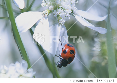 Seven-spotted ladybug resting on an Orleana flower 136004521