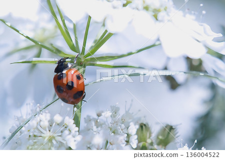 Ladybug walking on Orlaya 136004522