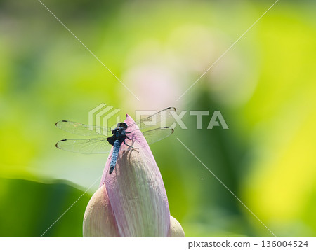 適合蓮花芽的蜻蜓 適合蓮花芽的蜻蜓 136004524