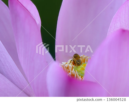 Bee perching on a lotus flower Bee perching on a lotus flower 136004528