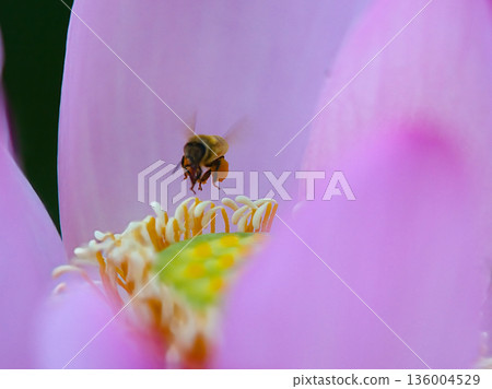 Honey bees stuck in flowers Honey bees stuck in flowers 136004529