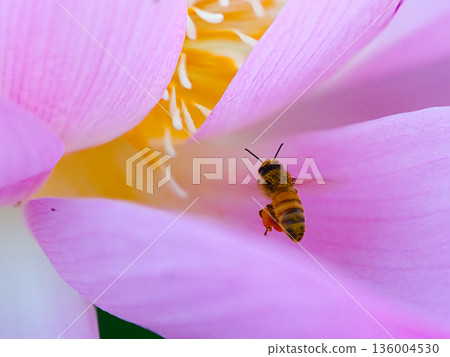 Honeybee flying to a lotus flower Honeybee flying to a lotus flower 136004530