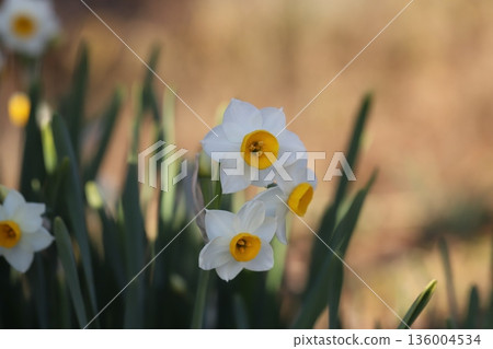 Daffodil flower with white petals and yellow crown blooming in a winter garden 136004534