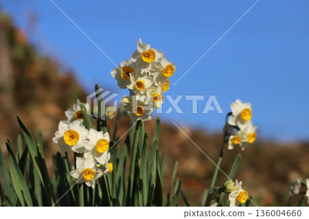Daffodil flowers with white petals and orange corona blooming in a winter park Daffodil flowers with white petals and orange corona blooming in a winter park 136004660