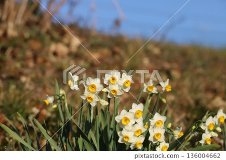 Daffodil flowers with white petals and orange corona blooming in a winter park Daffodil flowers with white petals and orange corona blooming in a winter park 136004662