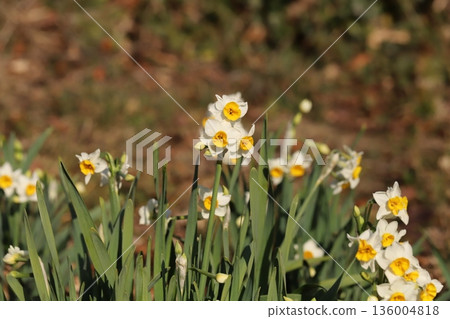 Daffodil flowers with white petals and yellow corona blooming in a garden in winter Daffodil flowers with white petals and yellow corona blooming in a garden in winter 136004818