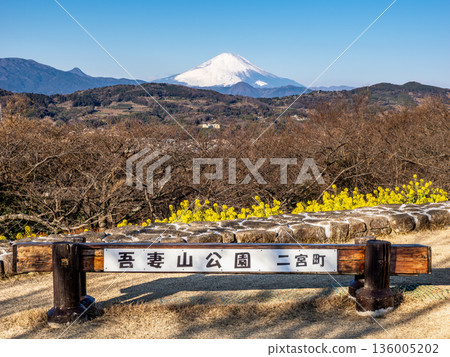 Azumayama Park, Ninomiya Town: A view of rape blossoms and snow-capped Mount Fuji Azumayama Park, Ninomiya Town: A view of rape blossoms and snow-capped Mount Fuji 136005202