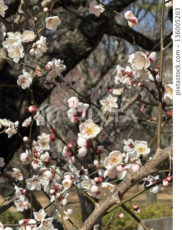 Pink plum blossoms Pink plum blossoms 136005203