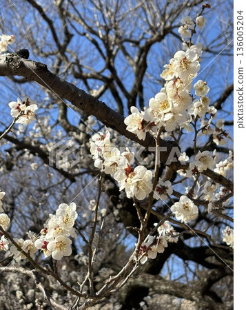 Plum blossoms telling the arrival of spring Plum blossoms telling the arrival of spring 136005204