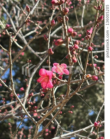Red plum which began to bloom Red plum which began to bloom 136005205