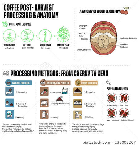 Coffee Post-Harvest Processing Infographic: From Seed to Bean Coffee Post-Harvest Processing Infographic: From Seed to Bean 136005207