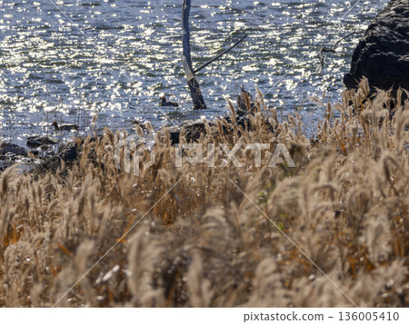 A riverside landscape covered with withered silver grass A riverside landscape covered with withered silver grass 136005410