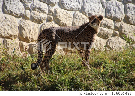 Zoo cheetah Zoo cheetah 136005485
