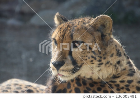 動物園獵豹 動物園獵豹 136005491
