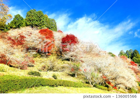 四季川上櫻沒有佐藤 136005566