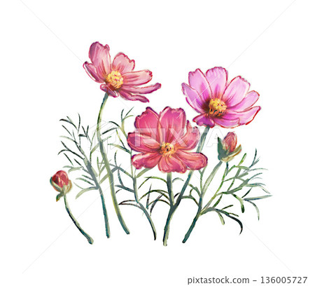 Watercolor style cosmos flower illustration Watercolor style cosmos flower illustration 136005727