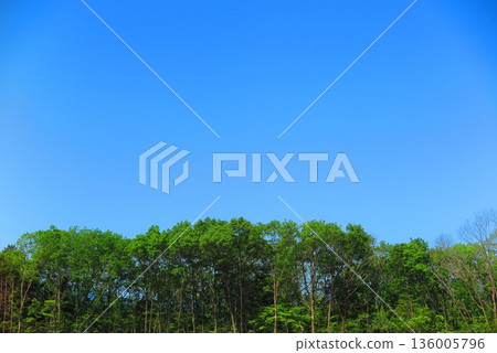 Blue sky and woods landscape 1 Blue sky and woods landscape 1 136005796